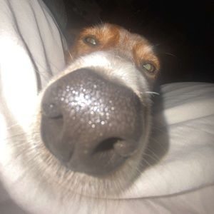 Meet your Posher, Daisy